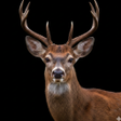程序图标：Appp.io - Deer Sounds
