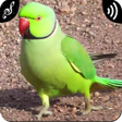 Icon of program: Parrot Sounds