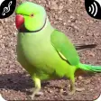 Parrot Sounds