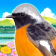 プログラムのアイコン：鳥パラダイス