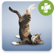 Icon of program: Exercise for sciatica and…