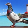 Ikon program: Pigeon Bird Flight Simula…