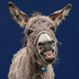 程序图标：Donkey sounds