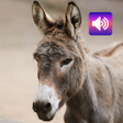 Donkey sounds