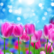 Icon of program: Spring Flower Live Wallpa…