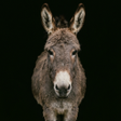 Icon of program: Donkey Sounds