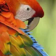 プログラムのアイコン：Macaw Wallpaper