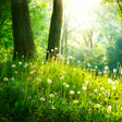 Programın simgesi: Forest Live Wallpaper