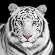 程序图标：Tiger Wallpaper