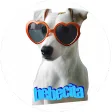 Stickers de Perros con Frases para WhatsApp