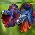 Ikona programu: Betta Fish HD Aquarium Wa…