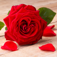 プログラムのアイコン：Red Rose Wallpapers
