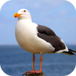 程序图标：Seagull Sounds