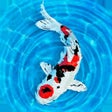 Icon of program: My Koi
