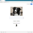 Ikon program: Border Collies!