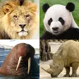Animals Quiz - Mammals in Zoo