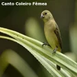 Ícone do programa: Canto Coleiro Fêmea