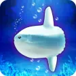 Aquarium sunfish simulation