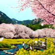 Icon of program: ZEN Heavenly Blossoms The…