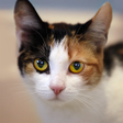 Иконка программы: Talking Calico Cat