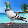 Pigeon Bird Flying Game Sim 3D icon