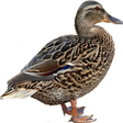 Ikon program: Duck Duck, Duck!