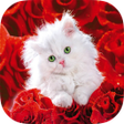 プログラムのアイコン：Cats HD Wallpapers