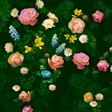 程序图标：Classy Theme-Roses in Blo…
