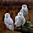 程序图标：Good morning greetings fr…