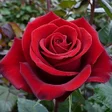 Icon of program: Flower Rose Live Wallpape…