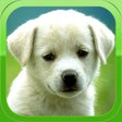ไอคอนของโปรแกรม: Puppy Wallpapers  Cute Pu…