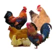 程序图标：Poultry Farming Guide