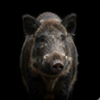 程序图标：Appp.io - Wild Boar Sound…