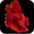 プログラムのアイコン：Betta Fish Wallpapers 4K