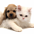 Icon of program: Cute Animals Live Wallpap…