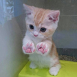 Icon of program: i love cats