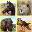 プログラムのアイコン：Animals for Kids