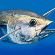 ไอคอนของโปรแกรม: Spearfishing Simulator