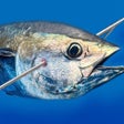 Icon of program: Spearfishing Simulator