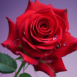 Icoon van programma: Flower Wallpapers HD 2024