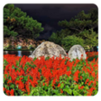 Vietnam New Tab Wallpaper icon