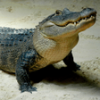 Biểu tượng của chương trình: Crocodile Sounds
