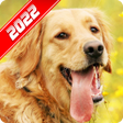 Icon of program: Golden Retriever Wallpape…