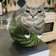 Icône du programme : nWatermelonCat