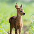 Programın simgesi: Baby Animal Wallpapers