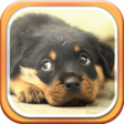 Icon of program: Cute Animals Live Wallpap…