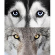 Icon of program: wolf and husky world