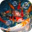 Biểu tượng của chương trình: Koi Live Wallpaper