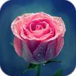 プログラムのアイコン：AppLock Theme Pink Rose