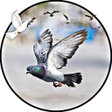 Icon of program: pigeon wallpaper hd 4k